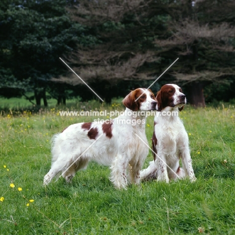 chardine vari, left, llanelwy hard days night at chardine, irish red and white setters 