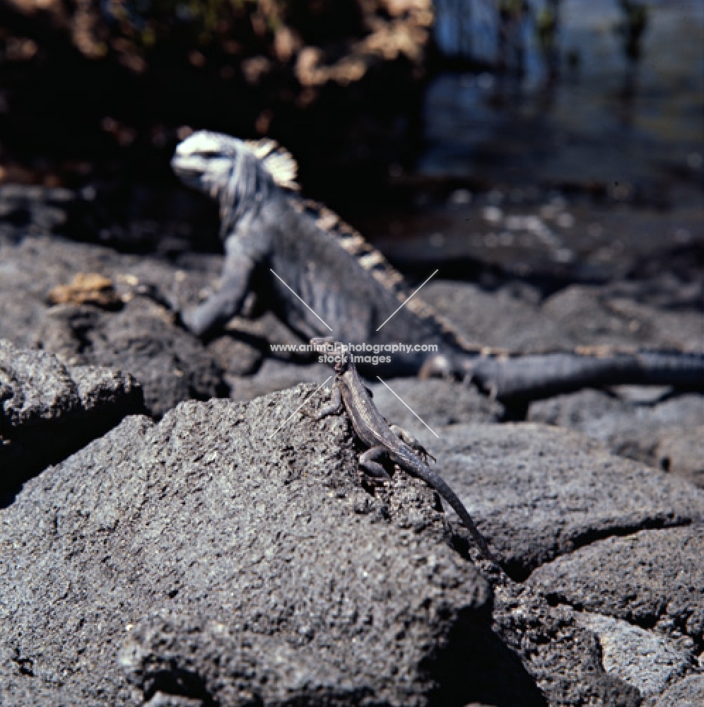 marine iguana and lava lizard on fernandina island, galapagos islands