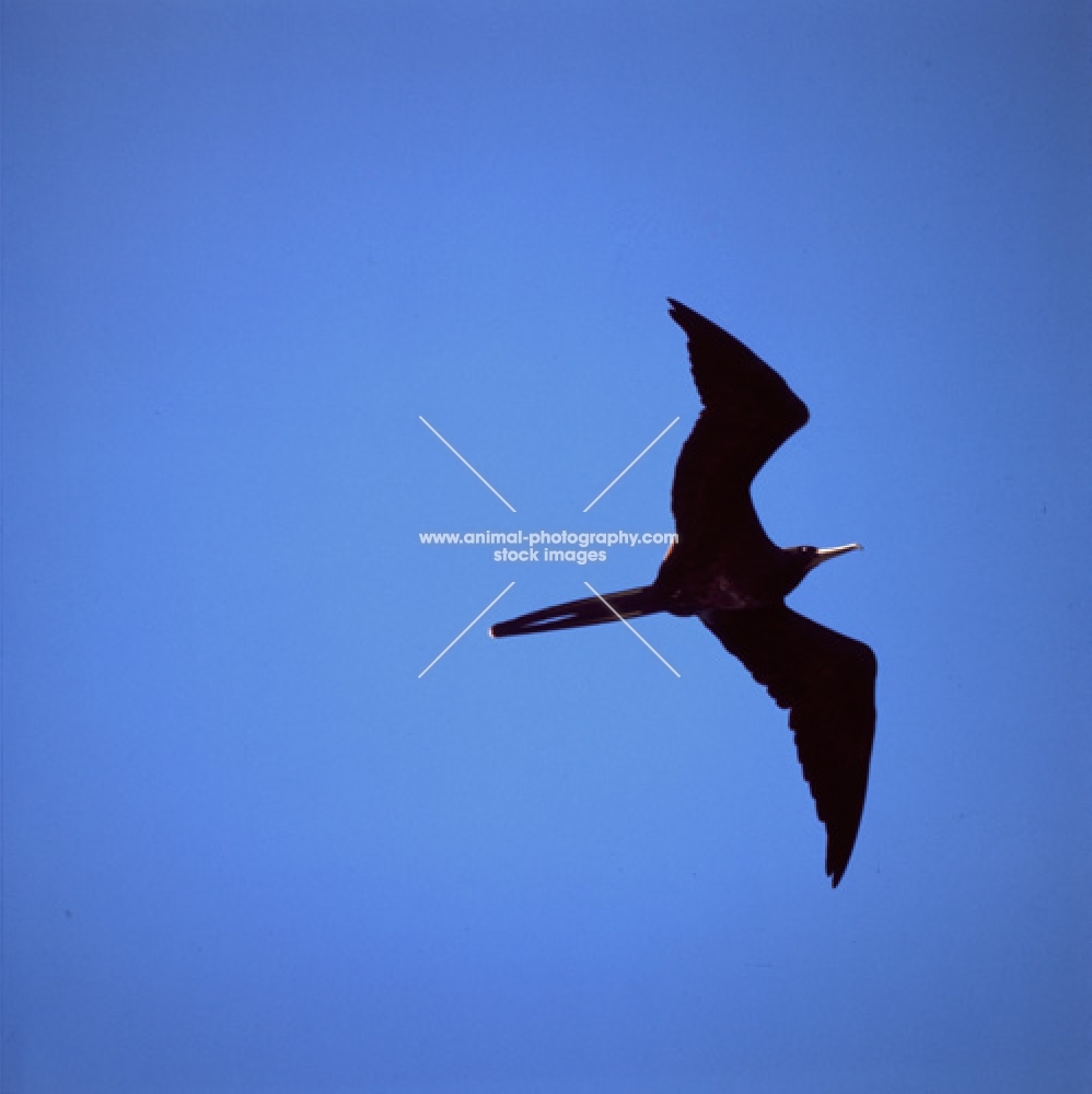 great frigate bird flying at punta espinosa, fernandina island, galapagos islands