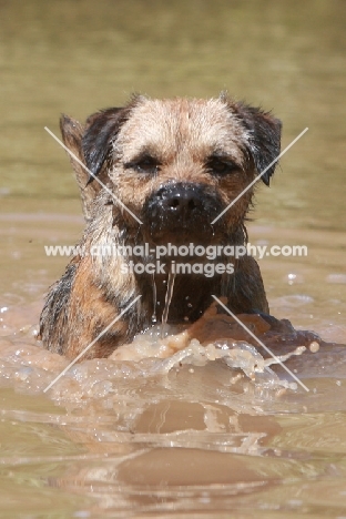 Border Terrier swimming
