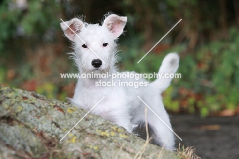 Terrier crossbreed