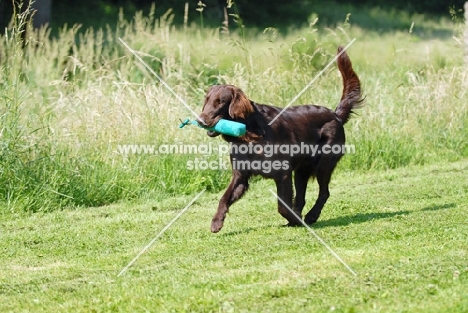 Flat coated retriever retrieving