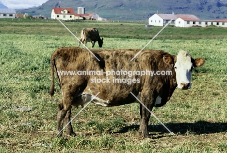 icelandic cow in iceland