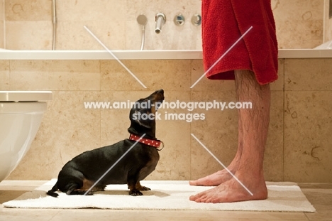 Dachshund following owner into bathroom