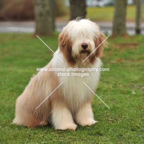 Bearded Collie sitting on grass