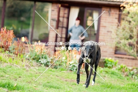 Greyhound walking away from home