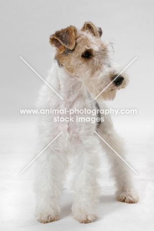 young wirehaired fox terrier