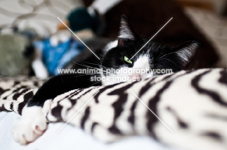 cat resting on bed