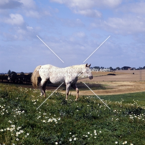 knabstrup mare in denmark