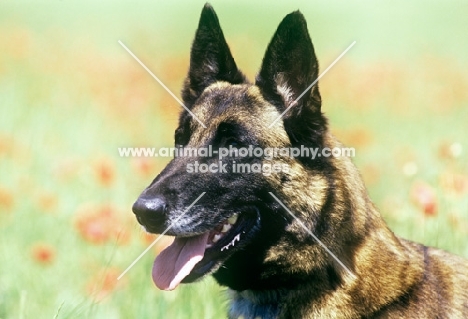 malinois from sabrefield portrait