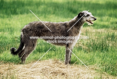 deerhound from champflower, side view