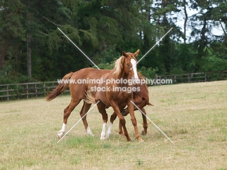 Thoroughbred horses in field