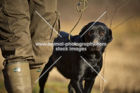 black labrador walking on a lead with owner