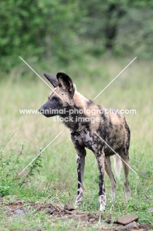 Wild Dog