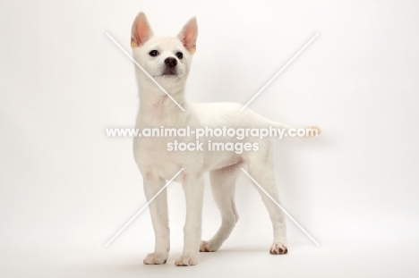 Kishu puppy on white background