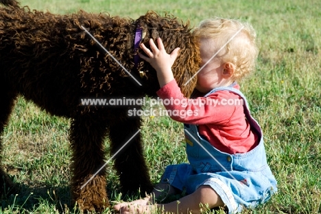 baby cuddling a young poodle