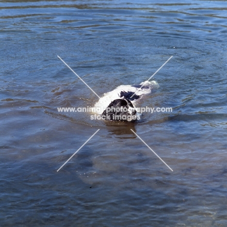 newfoundland in water