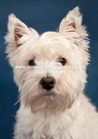 West Highland White Terrier portrait in studio, blue background