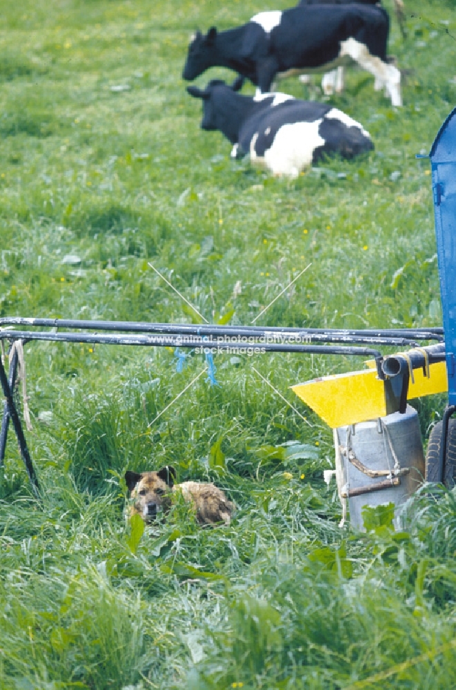 Cao da Fila Sao Miguel guarding milking devices on pasture, very rare breed