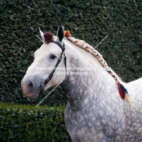 titanic, percheron stallion at haras du pin