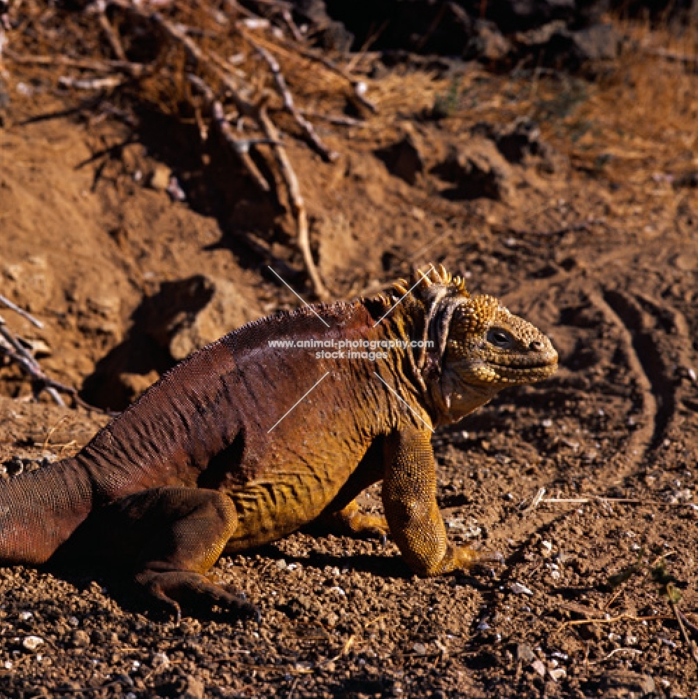 side view of land iguana on santa cruz island, galapagos islands