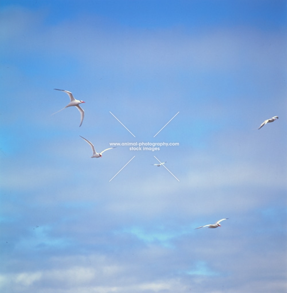five red billed tropic birds flying, galapagos islands