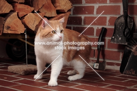 tabby and white Manx cat