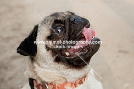 Pug dog standing on pavement with tongue out