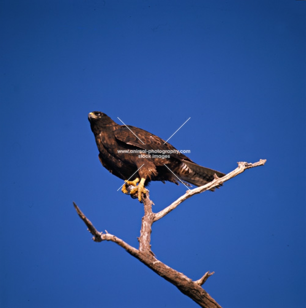 galapagos hawk on fernandina island, galapagos islands