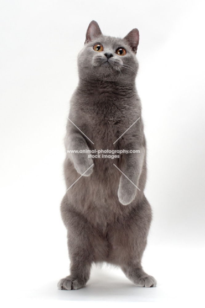 Chartreux cat jumping up, looking inquisitive
