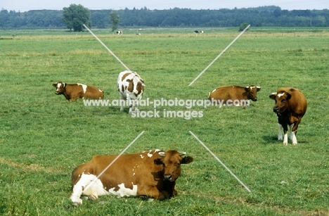 holstein cattle in field in holland