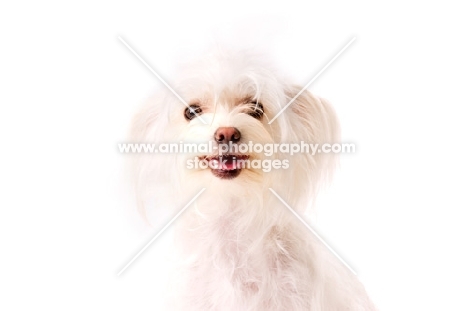 White Chihuahua cross Yorkshire Terrier, Chorkie, isolated on a white background