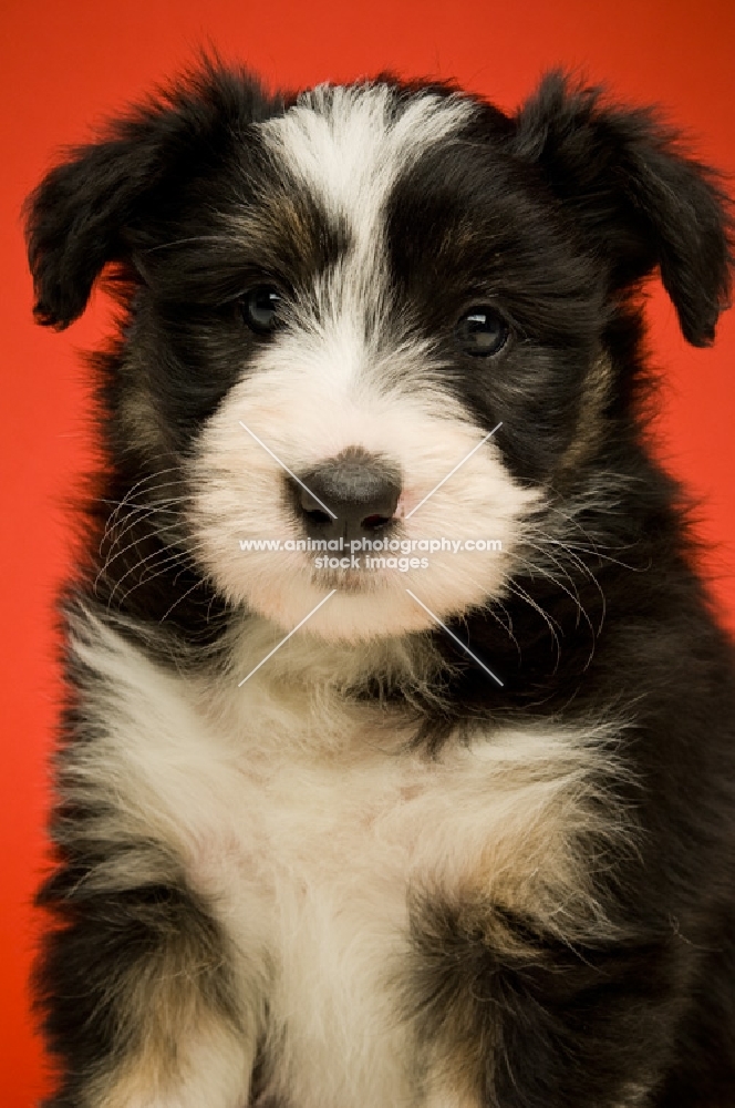bearded collie dog isolated on a red background
