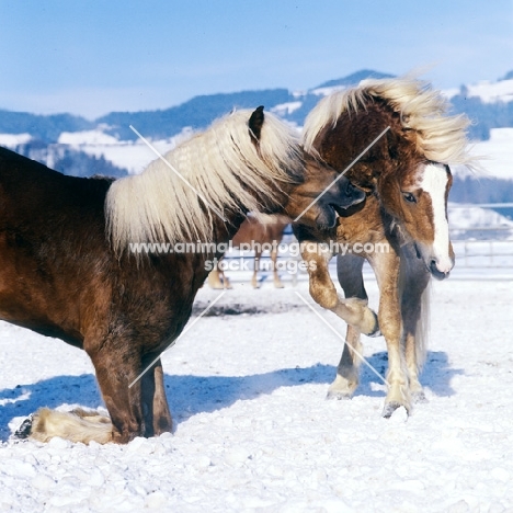Haflinger colt on his knees taking a nip out of another in play fight 