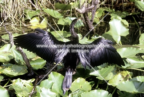 anhinga with wings spread in the everglades, florida