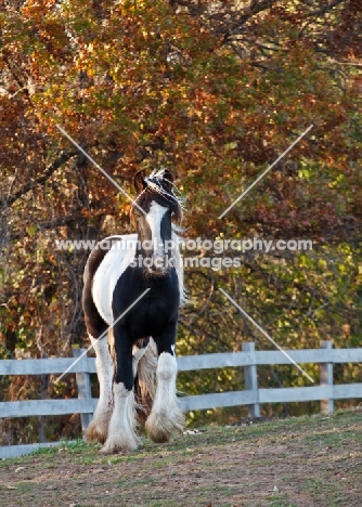 Gypsy Vanner standing in field