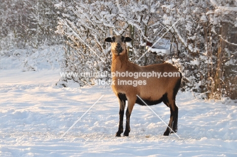 Barbados Blackbelly in snowy field