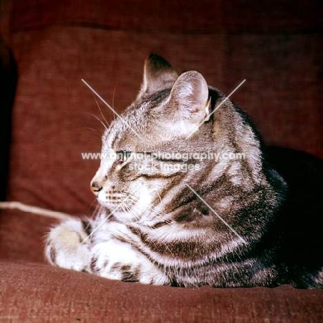 tabby cat in pensive mood