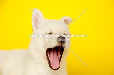 German Shepherd (aka Alsatian) puppy yawning on a yellow background