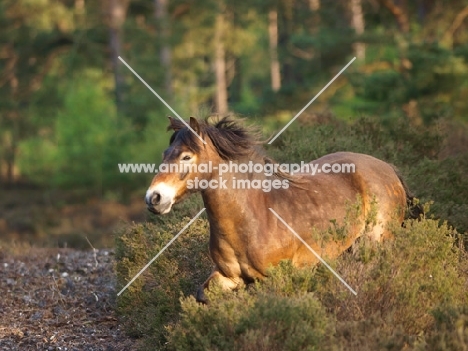 Exmoor Pony amongst greenery