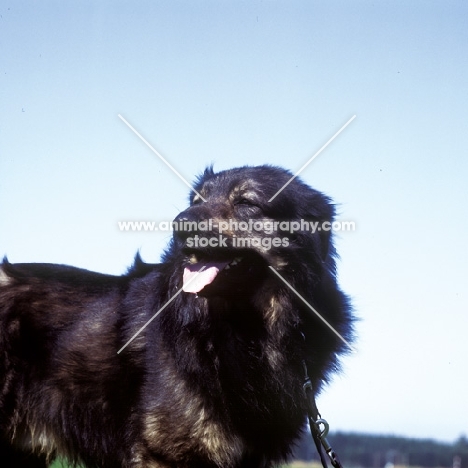 Istrian Sheepdog (aka Kraski Ovcar)