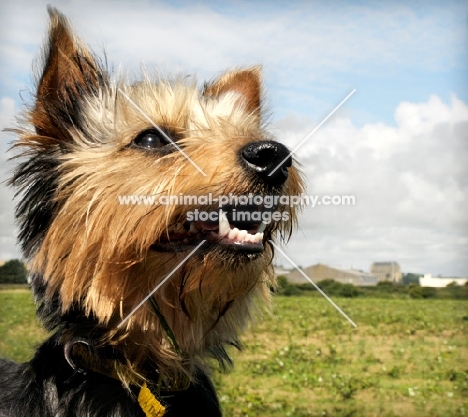 yorkshire terrier dog standing in landscape, head close up