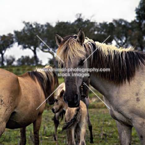 sorraia pony mare with bell