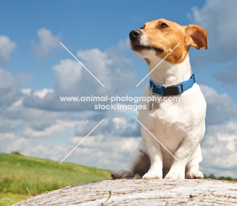 jack russell in the countryside