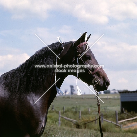 gambling sam, american shetland pony head and shoulders 