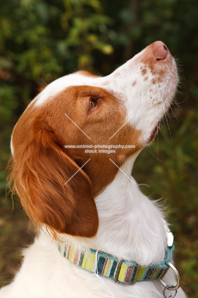 Brittany portrait, profile