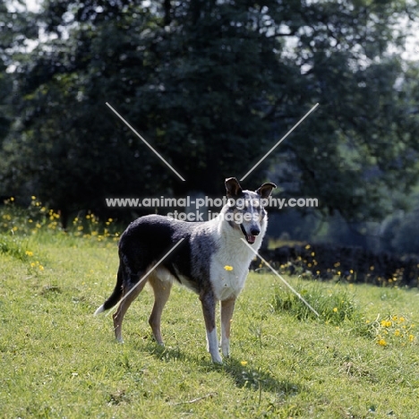 smooth collie, ch peterblue silver mint in field