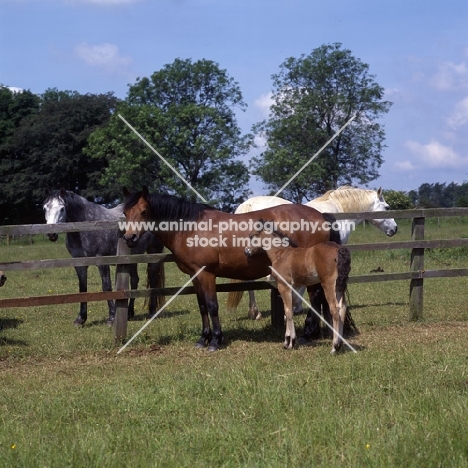 group of connemara mares with foal