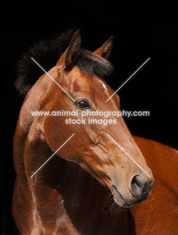 Brown Thoroughbred horse on black background