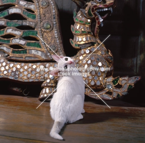 Kao Manee kitten, back view